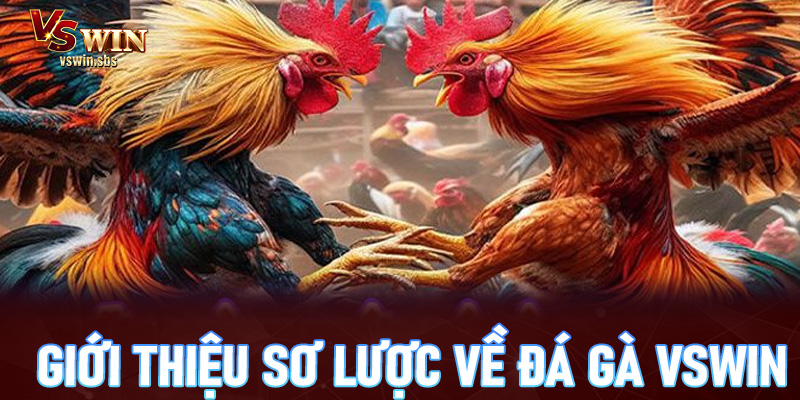 Giới thiệu sơ lược về đá gà Vswin