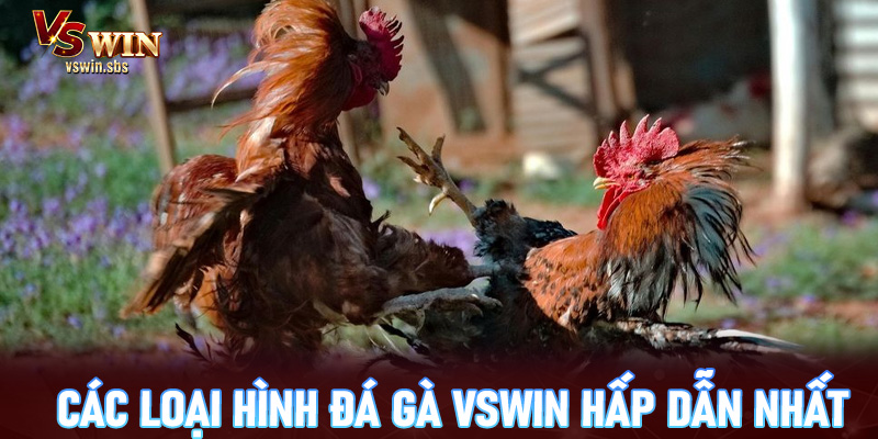 Các loại hình đá gà Vswin hấp dẫn nhất