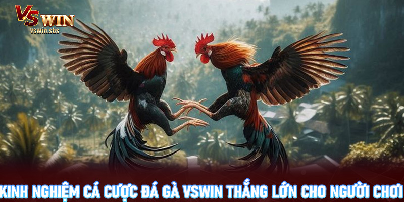 Kinh nghiệm cá cược đá gà Vswin thắng lớn cho người chơi