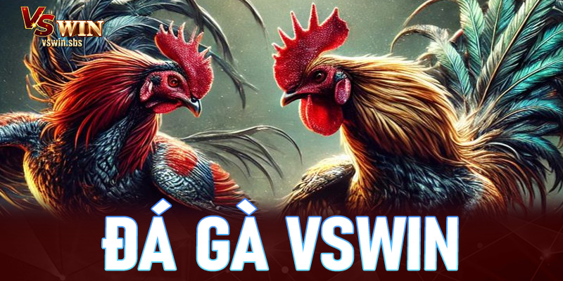 Đá gà Vswin