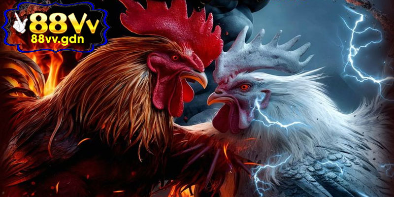 Các Hình Thức Đá Gà Thomo 88VV