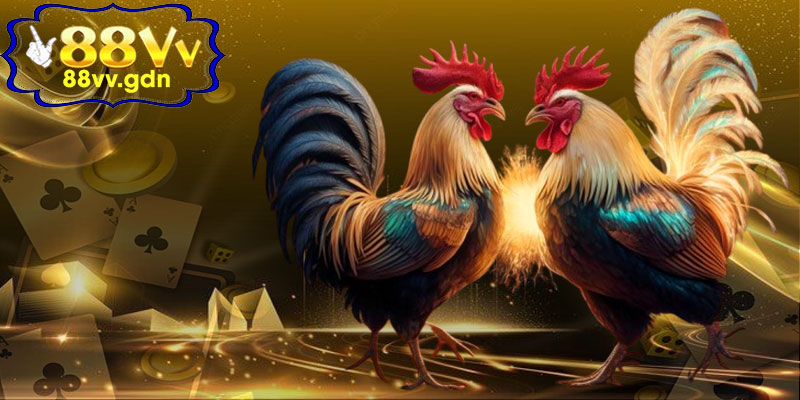 🐓 Đá Gà Thomo 88VV – Sân Chơi Uy Tín, Kịch Tính Và Hấp Dẫn Nhất Hiện Nay