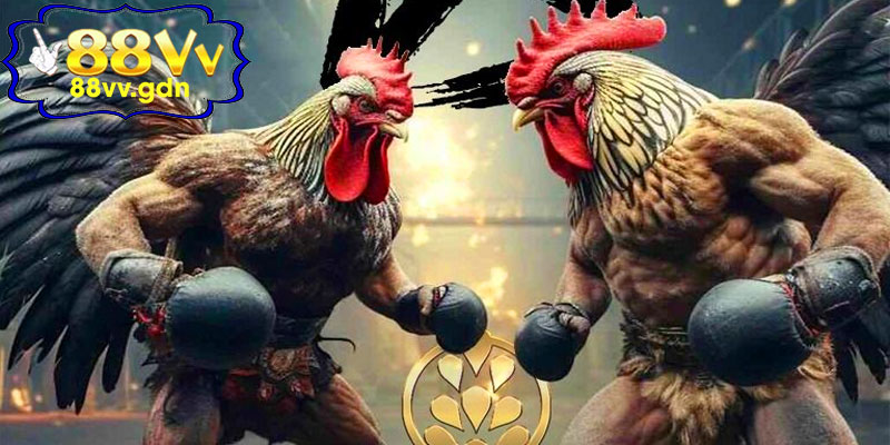Hướng Dẫn Tham Gia Đá Gà Thomo 88VV